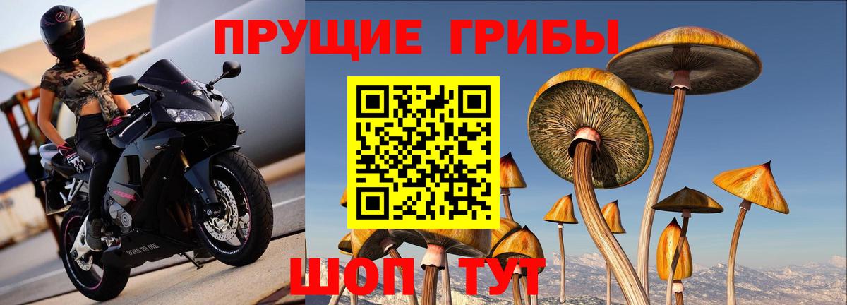Тутаев  Галлюциногенные грибы прущие грибы  Псилоцибиновые грибы прущие грибы  Вход с VPN 